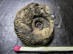 Dalmasiceras tauricum