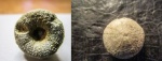 Discoidea karakaschi