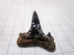 зуб  Isurolamna affinis