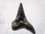 зуб акулы Macrorhizodus praecursor.