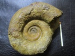 Biasaloceras subsequens