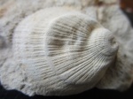 Spondylus truncatus