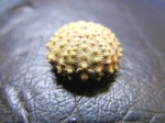 морской еж Goniopygus sp.