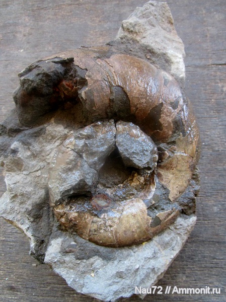 аммониты, нижний мел, берриас, Крым, Protetragonites tauricus, Protetragonites