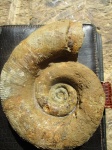 нижнемеловой аммонит Biasaloceras subsequens