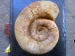нижнемеловой аммонит ( Biasaloceras sp.?)