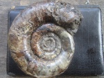 нижнемеловой аммонит ( Biasaloceras sp.?)