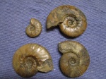 Аммониты Dalmasiceras sp.
