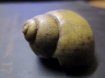 нижнемеловая гастропода Ampullospira cossmanni