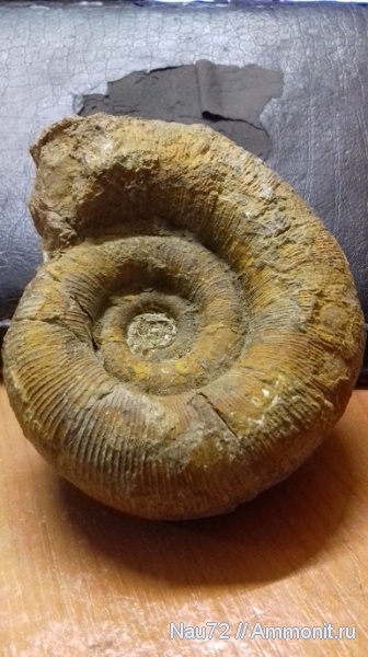 аммониты, нижний мел, Крым, готерив, Biasaloceras, Biasaloceras sauclum, верхний готерив