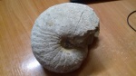 нижнемеловой наутилус 	 Cymatoceras sp