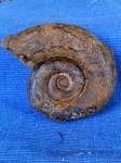 Biasaloceras sauclum