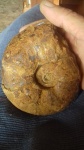Valdedorsella sp.