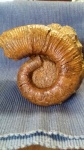 Crioceratites