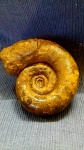 Biasaloceras sauclum