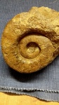 нижнемеловой аммонит Pseudothurmannia angulicostata