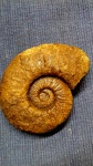 нижнемеловой аммонит  Pseudothurmannia angulicostata