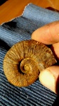 нижнемеловой аммонит (  Crioceratites ?)