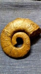 Pseudothurmannia