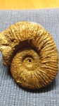 нижнемеловой аммонит ( Lyticoceras ?)