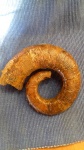 Crioceratites