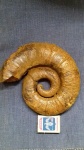 Pseudothurmannia