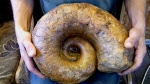 Pictetia vogdti