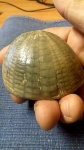 Echinocorys.