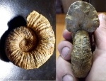 нижнемеловой аммонит на определение