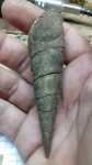 нижнемеловая гастропода ( Fibula oviformis Pčelincev?)