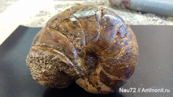наутилусы, нижний мел, Крым, Cymatoceras, верхний готерив