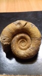 Biasaloceras sauclum.Прижизненное повреждение?