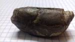 карапакс Hoploparia dentata