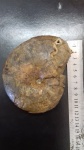 Euphylloceras ponticuli