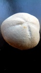 Diplodetus sp.