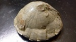 Echinocorys с обрастателями