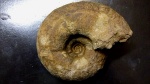 Valdedorsella sp.