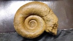 Biasaloceras sp.