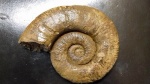 Pseudothurmannia