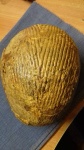 Eucymatoceras Plicatum