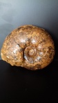 Valdedorsella sp.