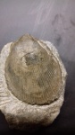 Antiquilima dubisiensis
