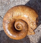 Pictetia vogdti.