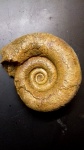 Biasaloceras sp.