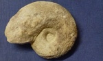 Desmoceratidae