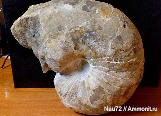наутилусы, нижний мел, Крым, готерив, Cymatoceras, нижний готерив