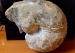 Cymatoceras sp.
