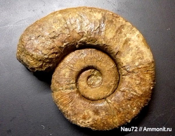 аммониты, нижний мел, Крым, готерив, Crioceratites, верхний готерив