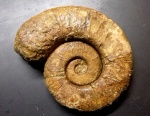 Crioceratites