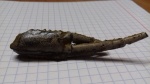 клешня омара Hoploparia dentata